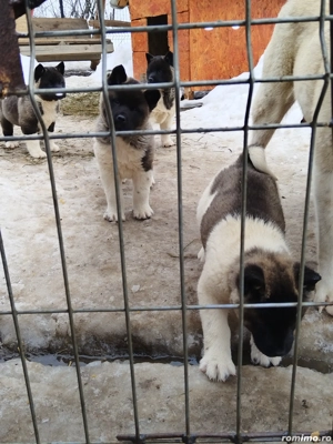 Akita american au mai ramas 3 fetite - imagine 2