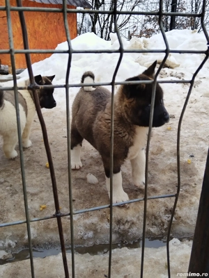 Akita american au mai ramas 3 fetite - imagine 3