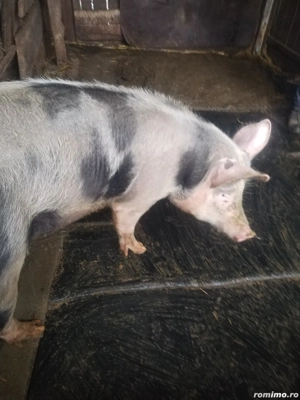 Vând porc  cu greutatea aproximativ 100 kg 