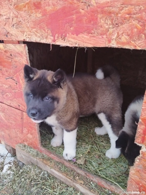 Akita american au mai ramas 3 fetite