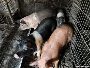 vand purcei de casa  - imagine 3