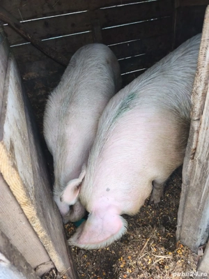 Scroafe pentru sacrificare  - imagine 2