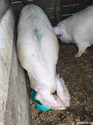 Scroafe pentru sacrificare 