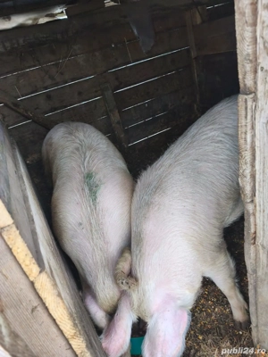 Scroafe pentru sacrificare  - imagine 3