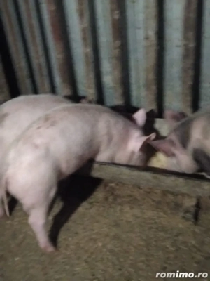 porci de vanzare - imagine 2