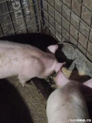porci de vanzare - imagine 4