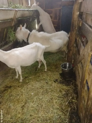 Țap Sannen rasă pură  - imagine 4