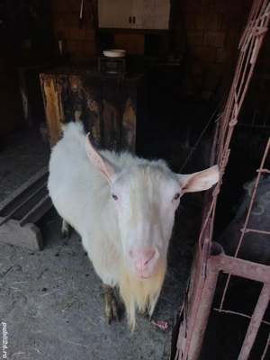 Țap Sannen rasă pură  - imagine 3