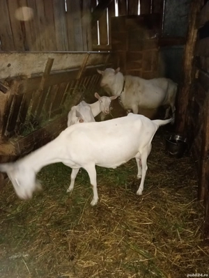 Țap Sannen rasă pură  - imagine 5