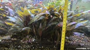 Pești   plante acvariu Poecilia wingei - endleri (guppy) - imagine 3