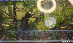 Pești   plante acvariu Poecilia wingei - endleri (guppy) - imagine 5
