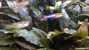 Pești   plante acvariu Poecilia wingei - endleri (guppy) - imagine 4