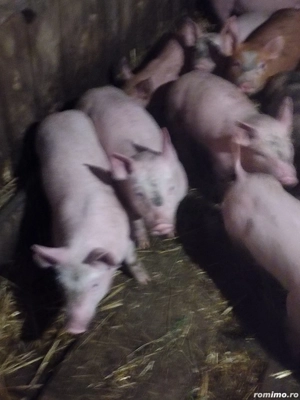 Purcei de rasă din părinți landras și Pic  - imagine 2