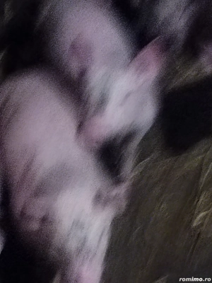 Purcei de rasă din părinți landras și Pic  - imagine 3