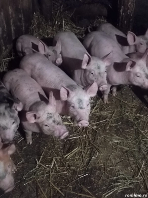 Purcei de rasă din părinți landras și Pic  - imagine 4