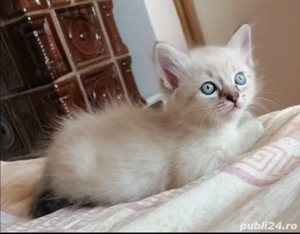 Ragdoll linx point fetițe