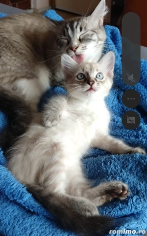 Ragdoll linx point fetițe - imagine 3