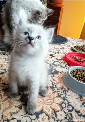 Ragdoll linx point fetițe - imagine 2