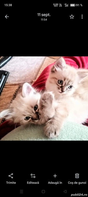 Ragdoll linx point fetițe - imagine 5