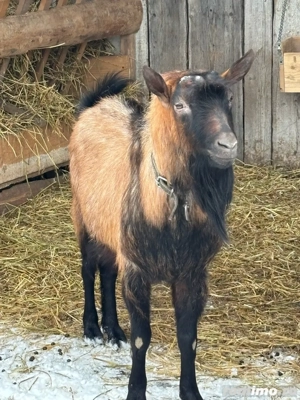 Tap alpin francez de vanzare - imagine 5