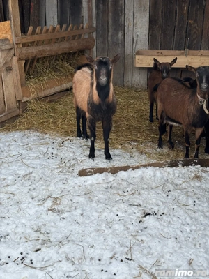 Tap alpin francez de vanzare - imagine 4