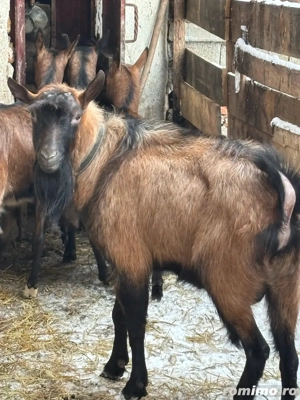 Tap alpin francez de vanzare - imagine 2