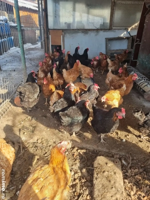 Ouă de găină proaspete, 1,5 ron. - imagine 3