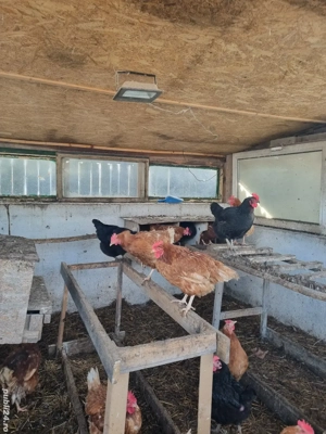 Ouă de găină proaspete, 1,5 ron. - imagine 2