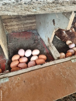 Ouă de găină proaspete 