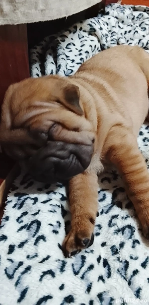 Cățeluși sharpei  - imagine 5