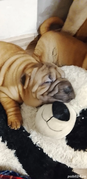Cățeluși sharpei  - imagine 4