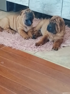 Cățeluși sharpei  - imagine 4