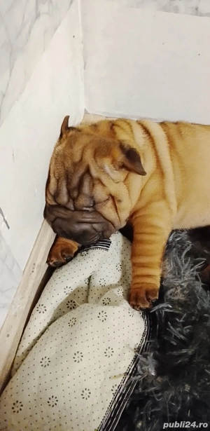 Cățeluși sharpei  - imagine 3