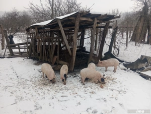 grasuni de vînzare  - imagine 3