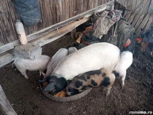 grasuni de vînzare  - imagine 2