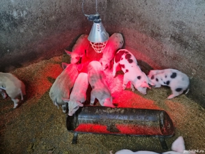 porci pietran  săptămâni 