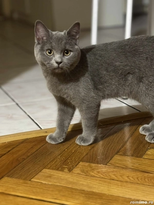 Pisica british shorthair - imagine 4