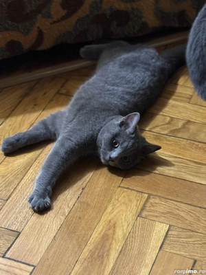 Pisica british shorthair - imagine 5