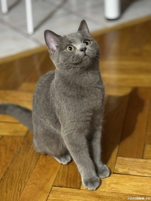 Pisica british shorthair - imagine 6