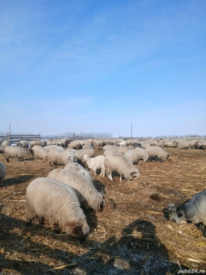 Oi de vânzare 200 bucati - imagine 3