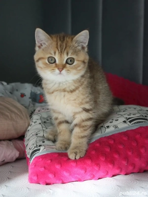 British Shorthair - rasa pura, vizita la felisa,  îngrijiți și sanatosi - imagine 3