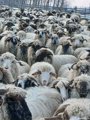 Oi de vânzare 200 bucati