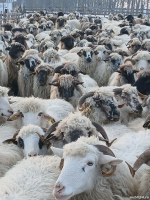 Oi de vânzare 200 bucati - imagine 4