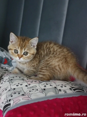 British Shorthair - rasa pura, vizita la felisa,  îngrijiți și sanatosi - imagine 2