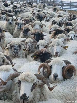 Oi de vânzare 200 bucati - imagine 5