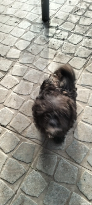 vînd cățel - imagine 3