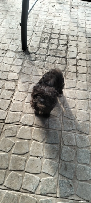 vînd cățel - imagine 2