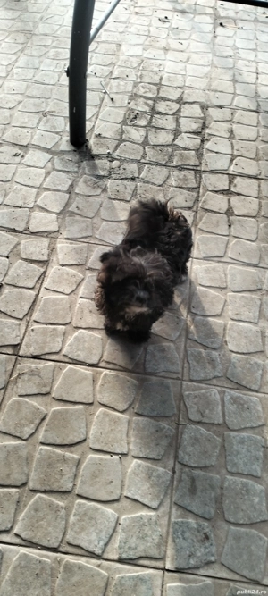 vînd cățel - imagine 5