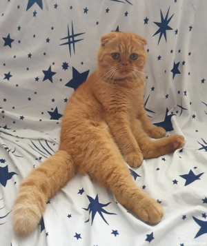 Motan Scotish Exotic