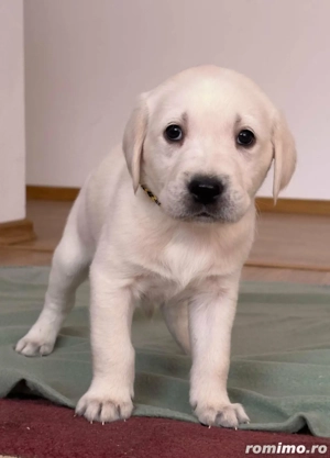 Pui labrador masculi 2 luni